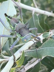 Acanthoplus