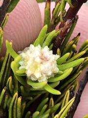 Phylica wittebergensis