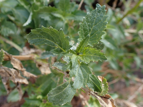 Canary mountain figwort (Scrophularia glabrata)