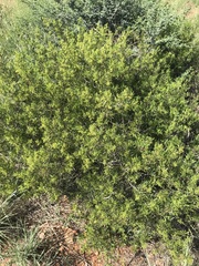 Searsia ciliata