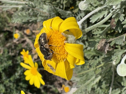 Unknown species found near Alameda Island, Alameda, CA, US