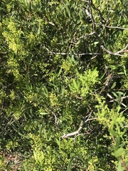Searsia ciliata