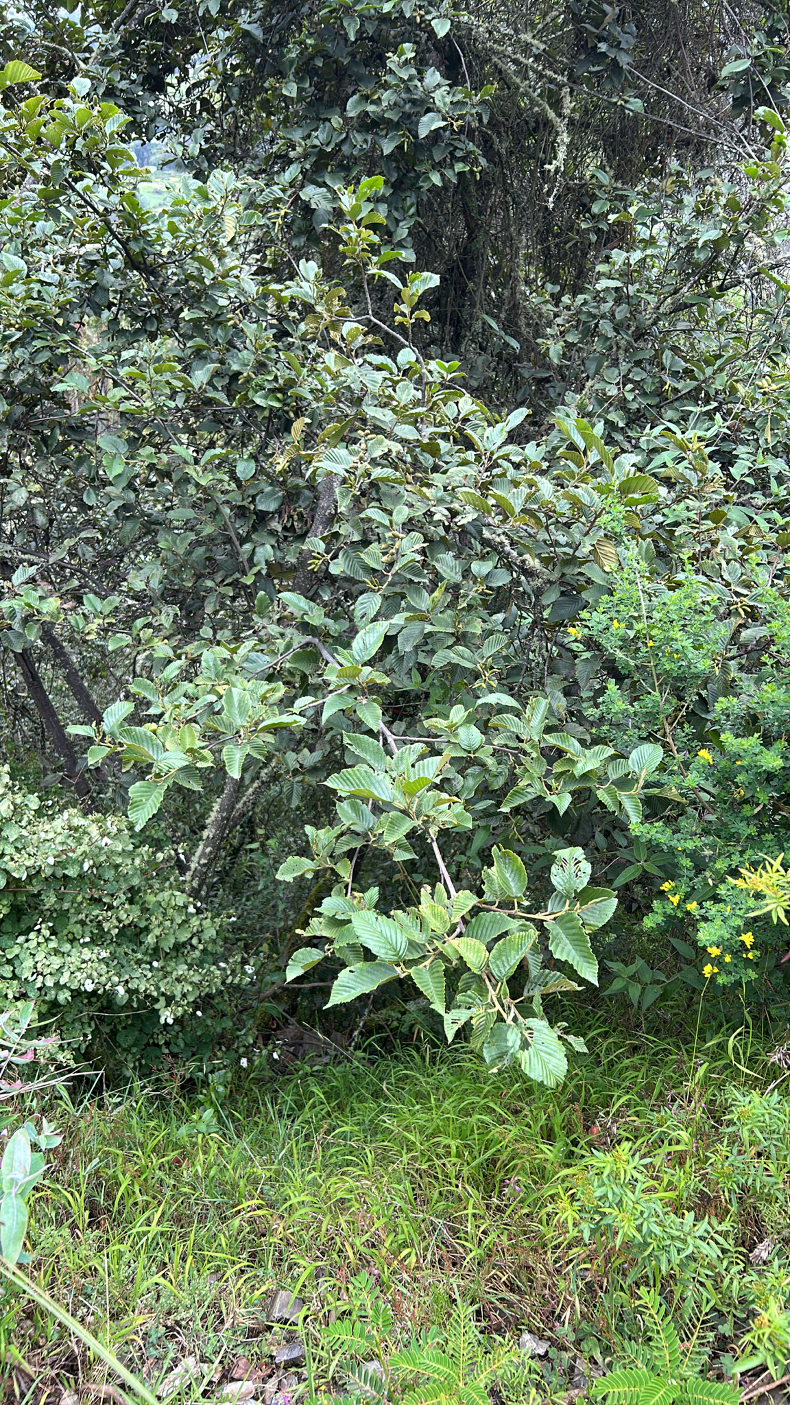 Andean Alder (Alnus acuminata)