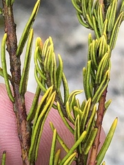 Phylica wittebergensis