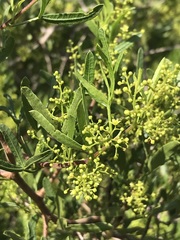 Searsia ciliata