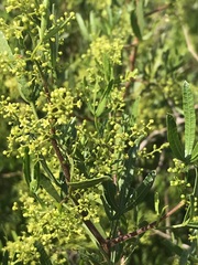 Searsia ciliata