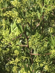 Searsia ciliata