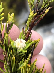 Phylica wittebergensis