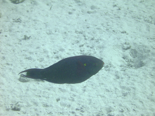 Swarthy Parrotfish — seen at this dive site