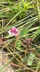 author not stated, no rights reserved Trifolium amabile, photograph author not stated, no rights reserved