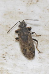 Peritrechus gracilicornis