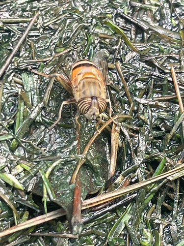 Unknown species found near Old River School Rd, Downey, CA, US
