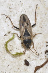 Xanthochilus quadratus
