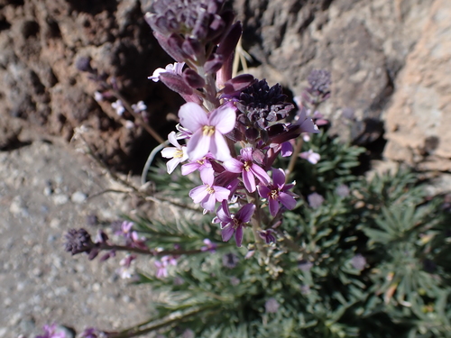 Erysimum scoparium (Erysimum scoparium)