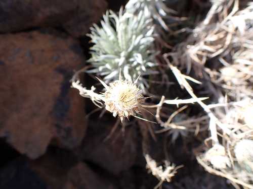 Carlina xeranthemoides, photograph 4