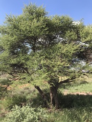 Vachellia nilotica