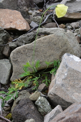 Papaver angustifolium