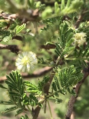 Vachellia nilotica