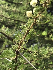 Vachellia nilotica