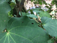 Serangium maculigerum