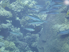 Caesio striata
