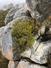 Phylica wittebergensis