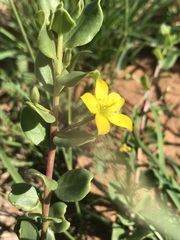 Talinum arnotii