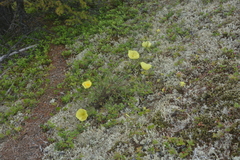 Papaver angustifolium