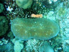 Ctenactis