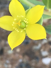Talinum arnotii