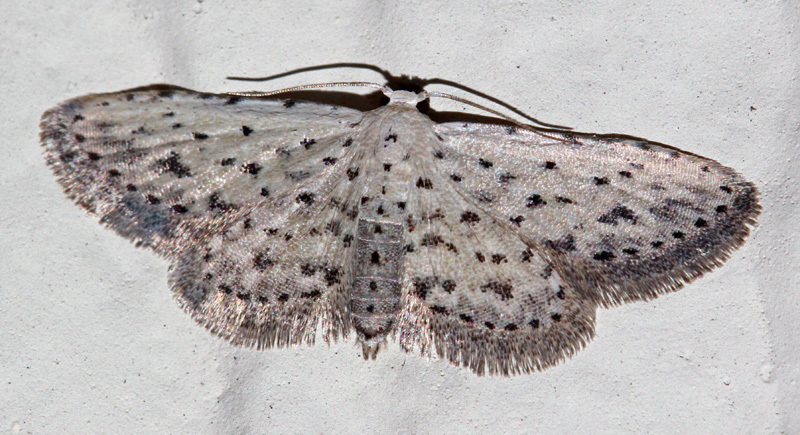 False Pug Moths