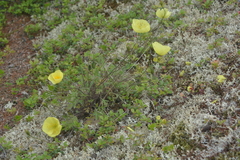 Papaver angustifolium