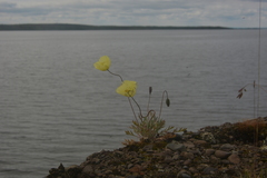Papaver angustifolium