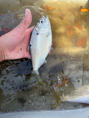 Yellowfin Menhaden photo 3