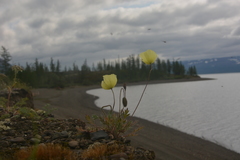 Papaver angustifolium