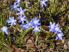 Scilla luciliae