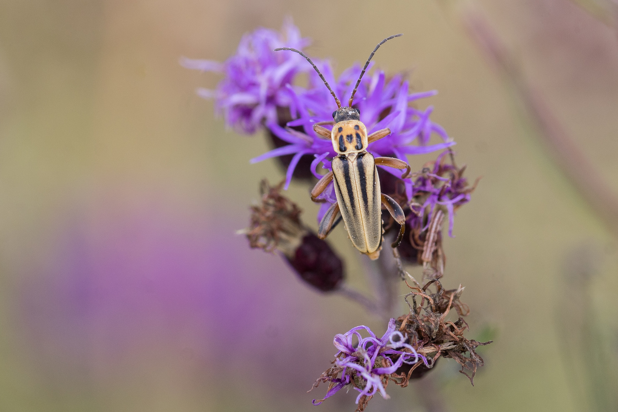 vsevolod-nv/aiconf-butterfly-detection-goldenset-extended · Datasets at ...