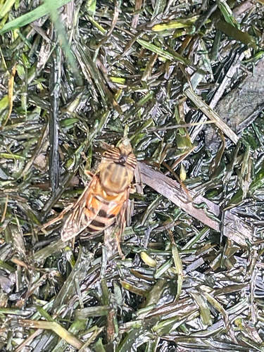 Unknown species found near Old River School Rd, Downey, CA, US