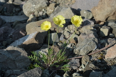 Papaver angustifolium
