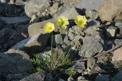 Papaver angustifolium