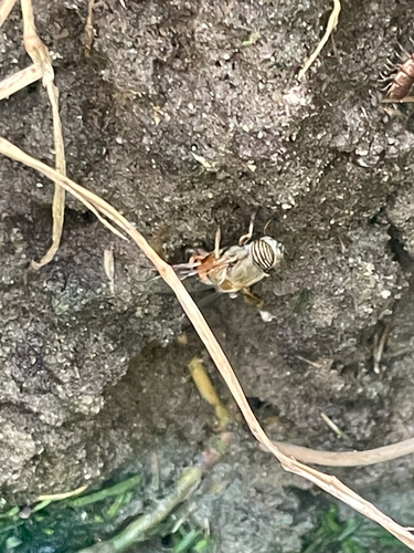 Unknown species found near Old River School Rd, Downey, CA, US