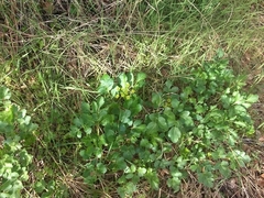 Tauschia hartwegii