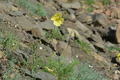 Papaver angustifolium