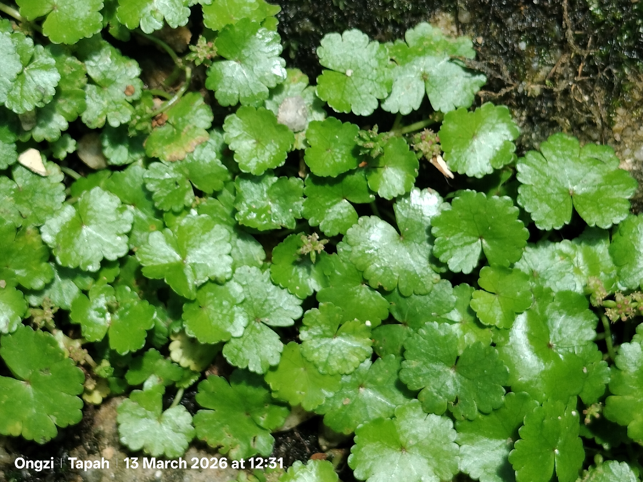 Lawn Marshpennywort (Hydrocotyle sibthorpioides)