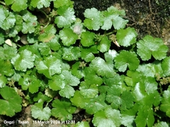 Hydrocotyle De Sibthorp (Hydrocotyle sibthorpioides)