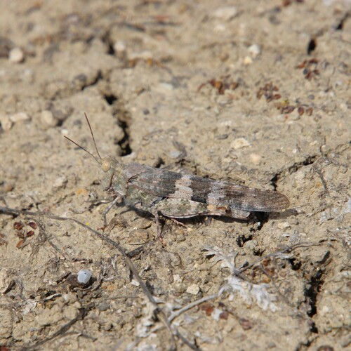 iNaturalist observation photo of Pallid-winged Grasshopper