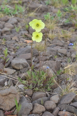 Papaver angustifolium