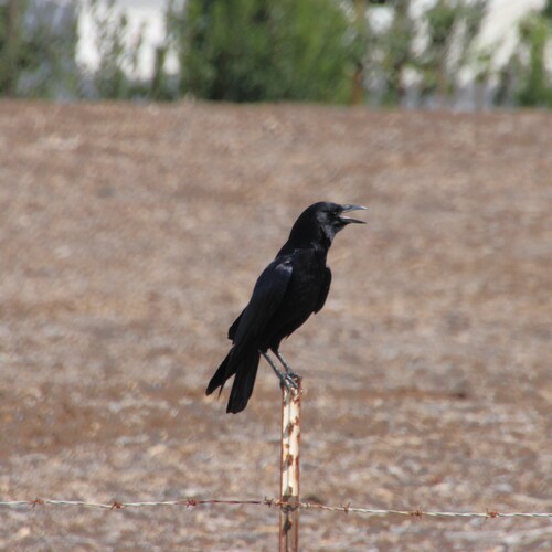 iNaturalist observation photo of American Crow