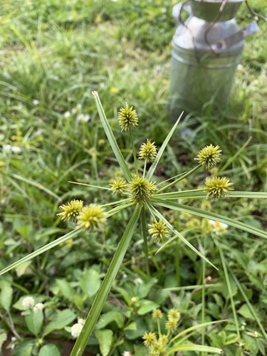 Cyperus croceus image