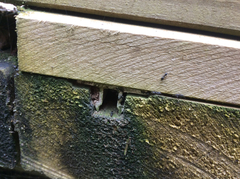 Technomyrmex jocosus